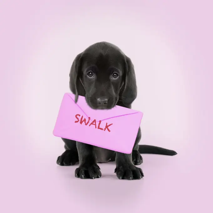 Black Labarador Dog, puppy sitting, holding a letter in its mouth, swalk. Digital manipulation     Date: 