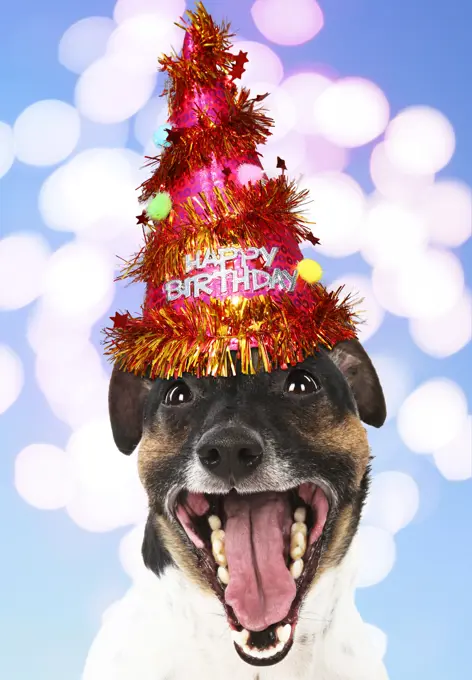 DOG. Jack Russell Terrier wearing Party hat, Happy Birthday mouth open, in studio. Digital manipulation     Date: 