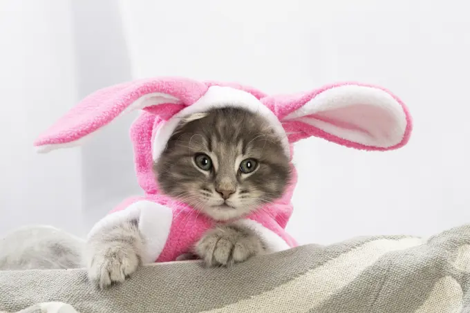 Norwegian Forest Cat, kitten wearing pink rabbit ears.     Date: 