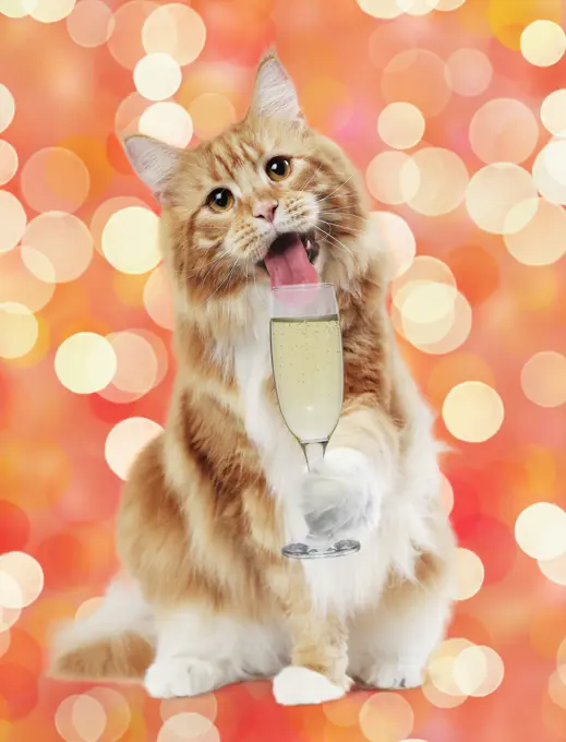 Cat - Maine Coon with glass of Prosecco / Champagne. Digital manipulation     Date: 