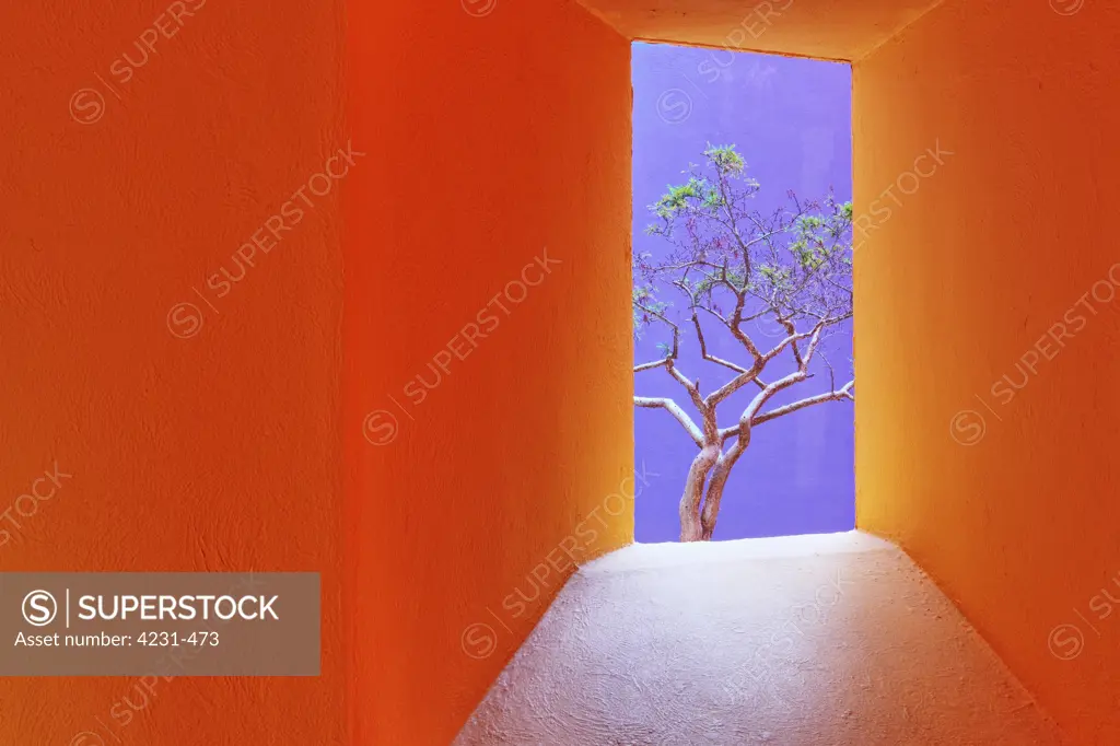 Orange Corridor Leading to a Tree