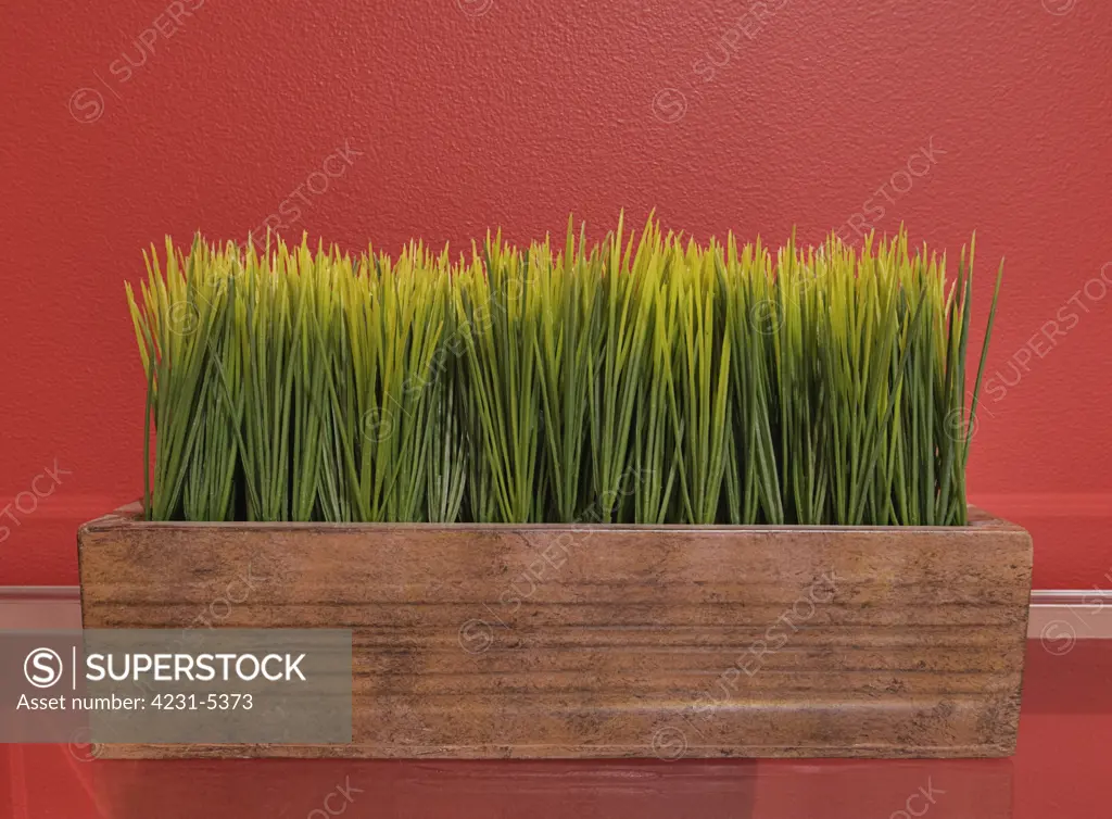 Grass in Planter Box