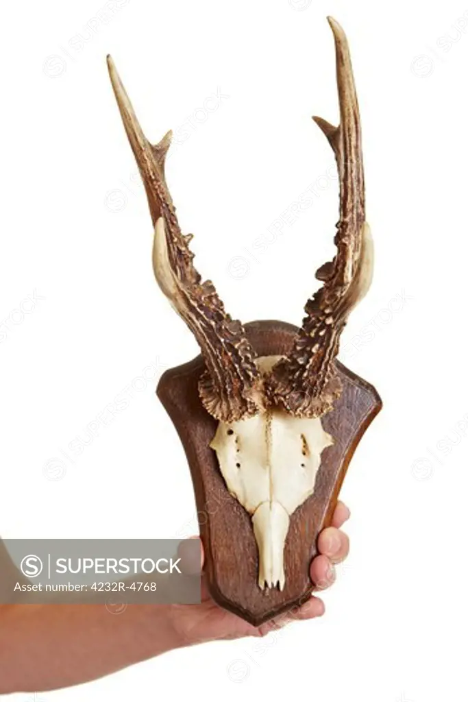 Antlers of a deer as a hunting trophy