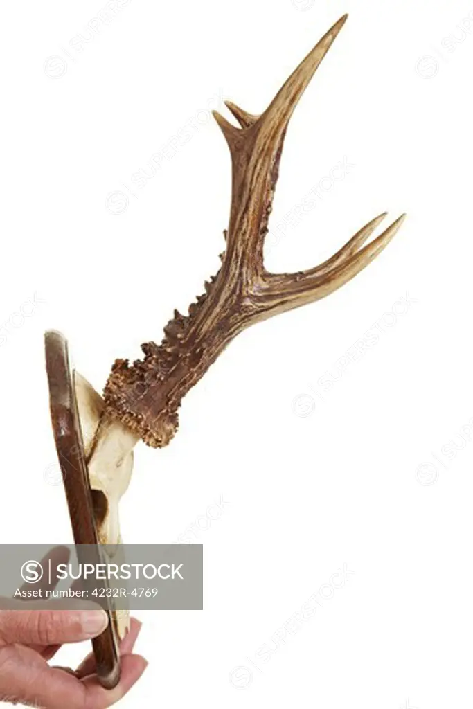 Antlers of a deer as a hunting trophy