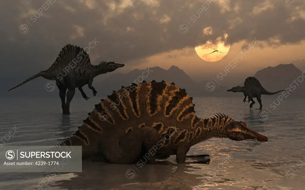 A group of Spinosaurus from Earth's Cretaceous period of time.