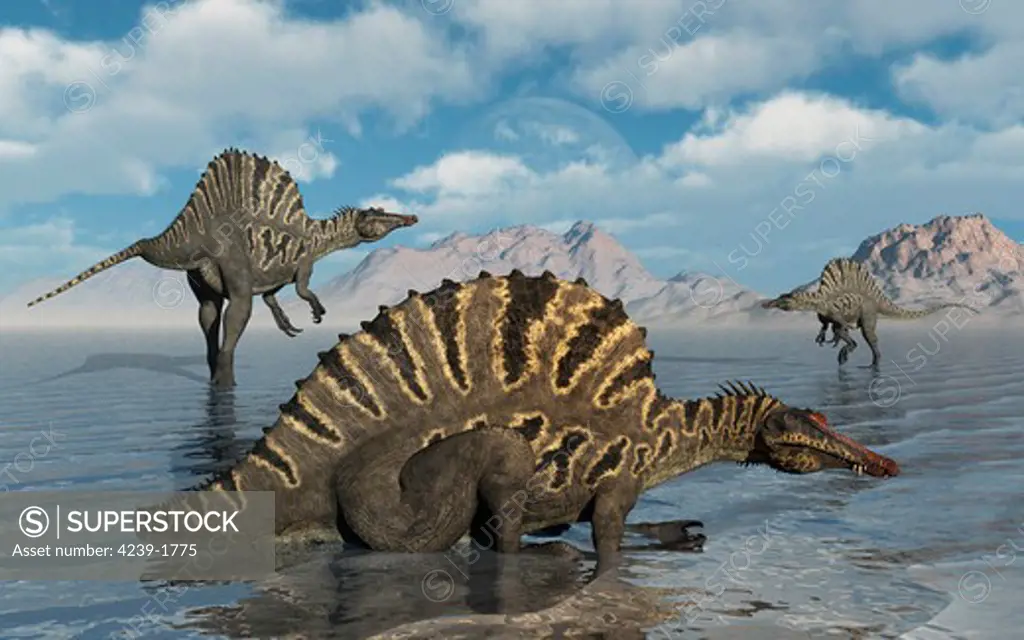 A group of Spinosaurus from Earth's Cretaceous period of time.