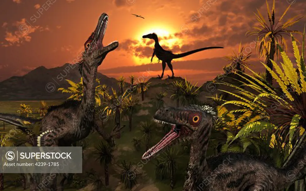 A group of feathered carnivorous Velociraptors from the Cretaceous period on Earth.