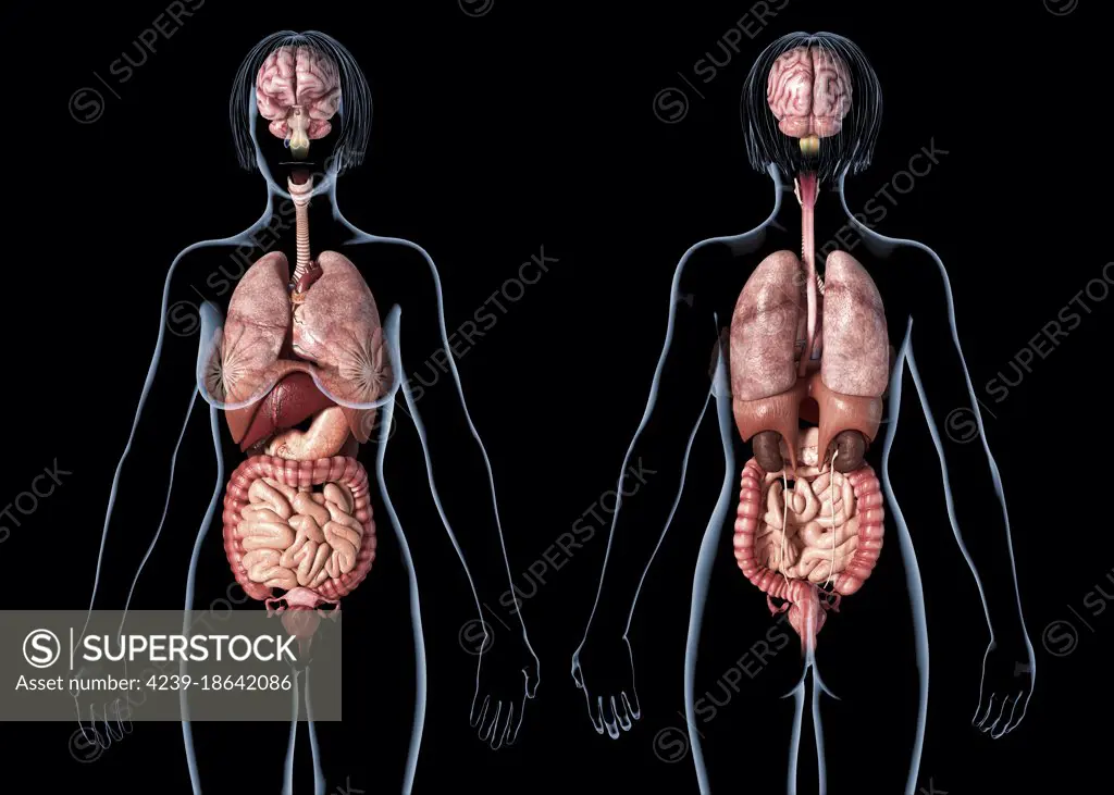 Female anatomy of internal organs with skeleton, rear and front views Stock  Photo - Alamy