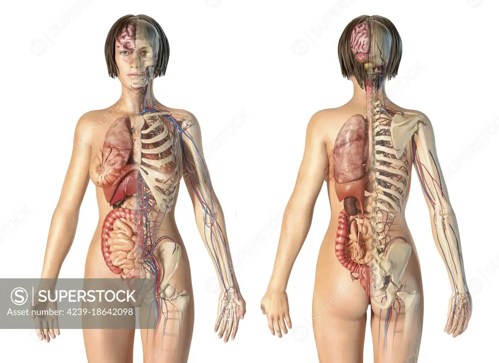 Female anatomy of cardiovascular system with skeleton and internal organs, rear and front views.