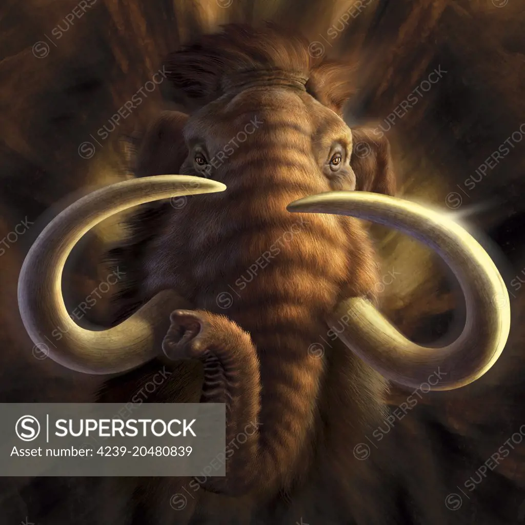 Full on view of a Woolly Mammoth.