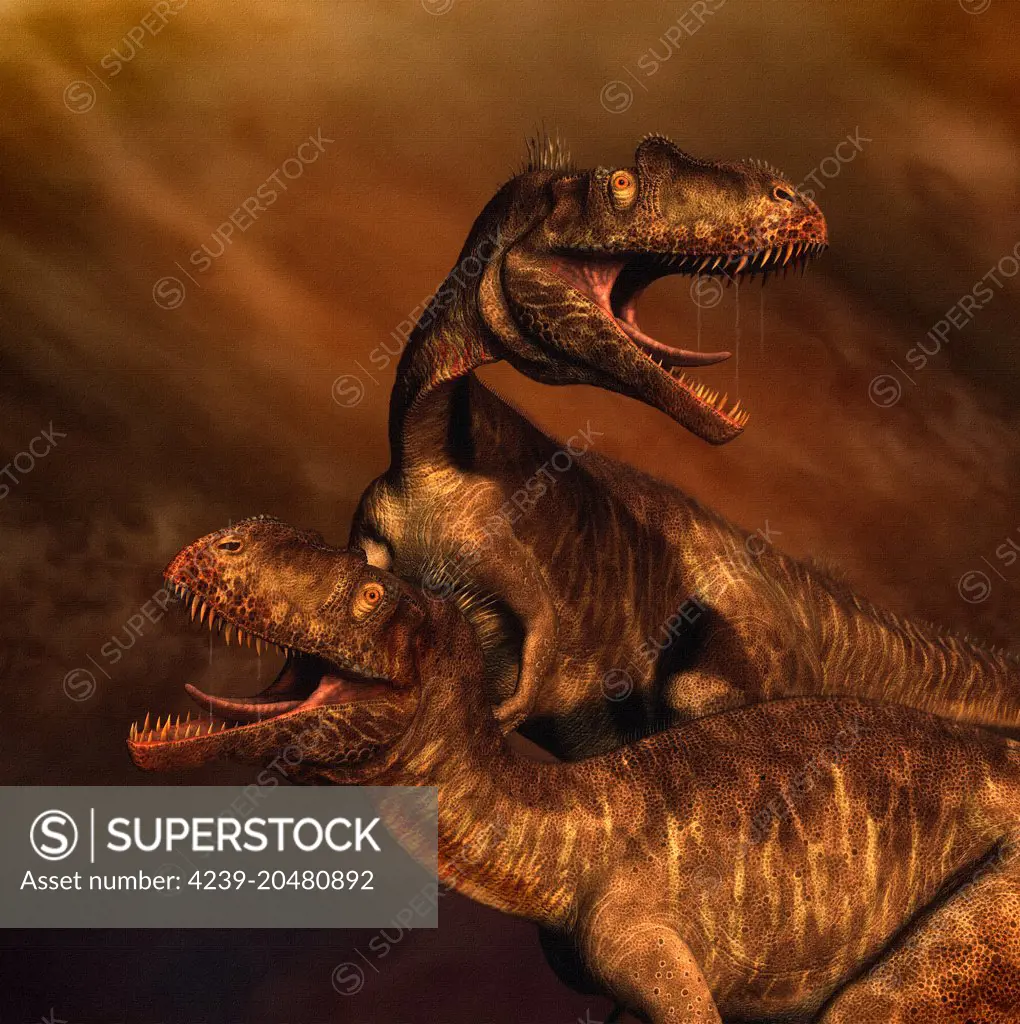 Portrait of a pair of Megalosaurus. Megalosaurus was a large meat-eating theropod dinosaur of the Middle Jurassic period 166 million years ago of Southern England.