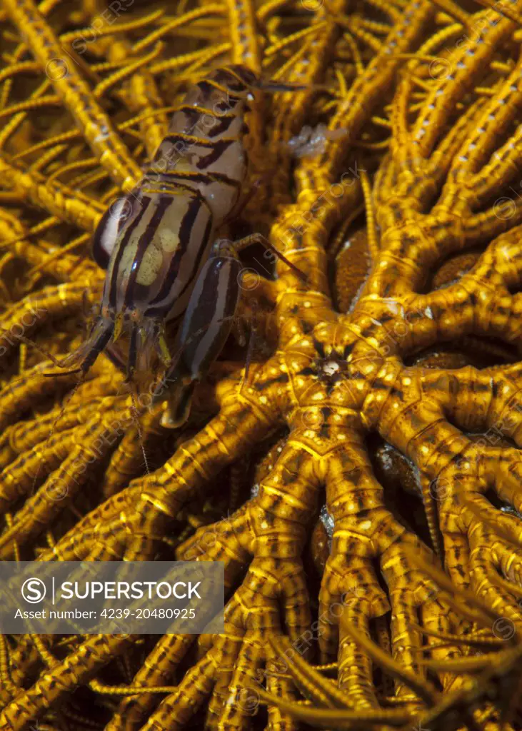 Striped snapping shrimp (Synalpheus striatus) on a yellow crinoid, Bunaken National Park, Sulawesi, Indonesia.