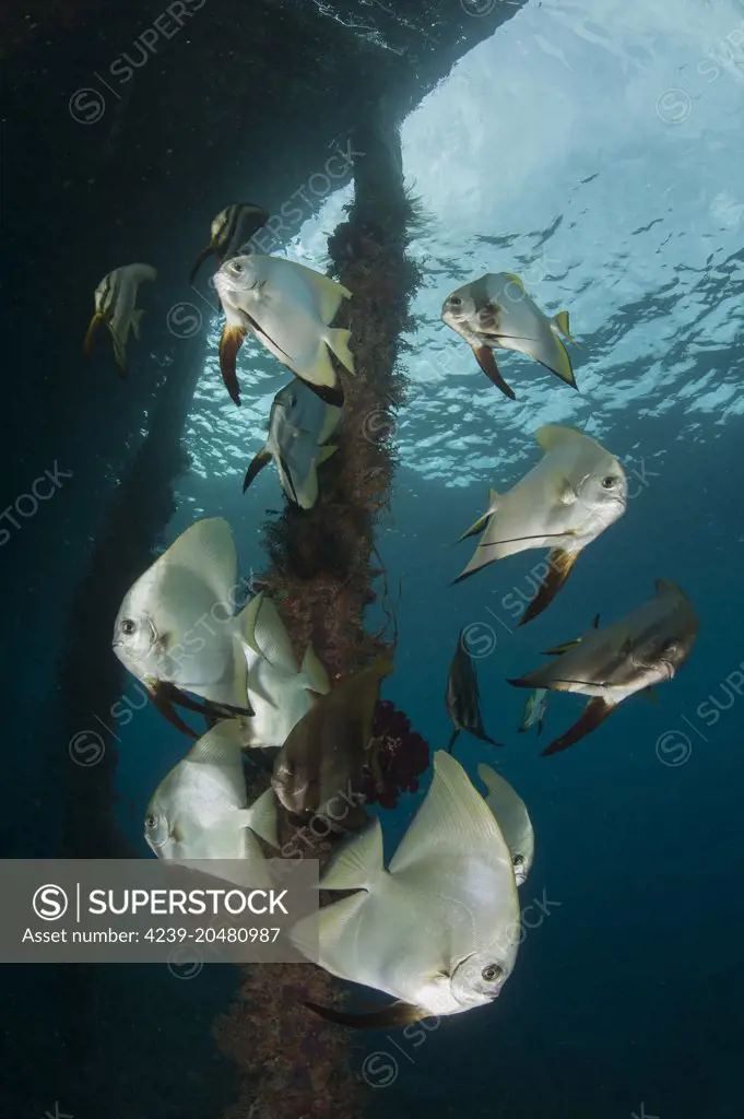 Golden spadefish (Platax boersii) gather under Arborek Jetty, Dampier Strait, Raja Ampat, Indonesia.