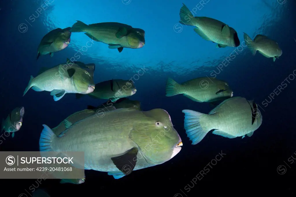 Large school of bumphead parrotfish (Bolbometopon muricatum), found around the Liberty Wreck, Bali, Indonesia.