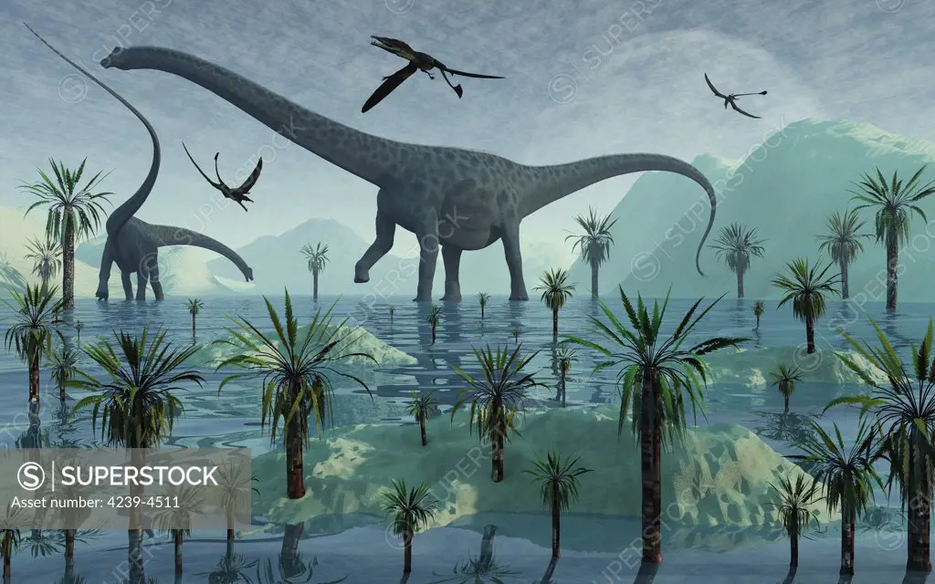 Diplodocus dinosaurs at the start of a new day during the Jurassic period of time.