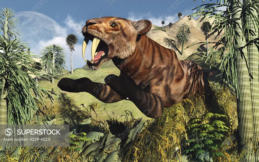 A lone Sabre Tooth Tiger springs its trap as it leaps out at any ususpecting prey.