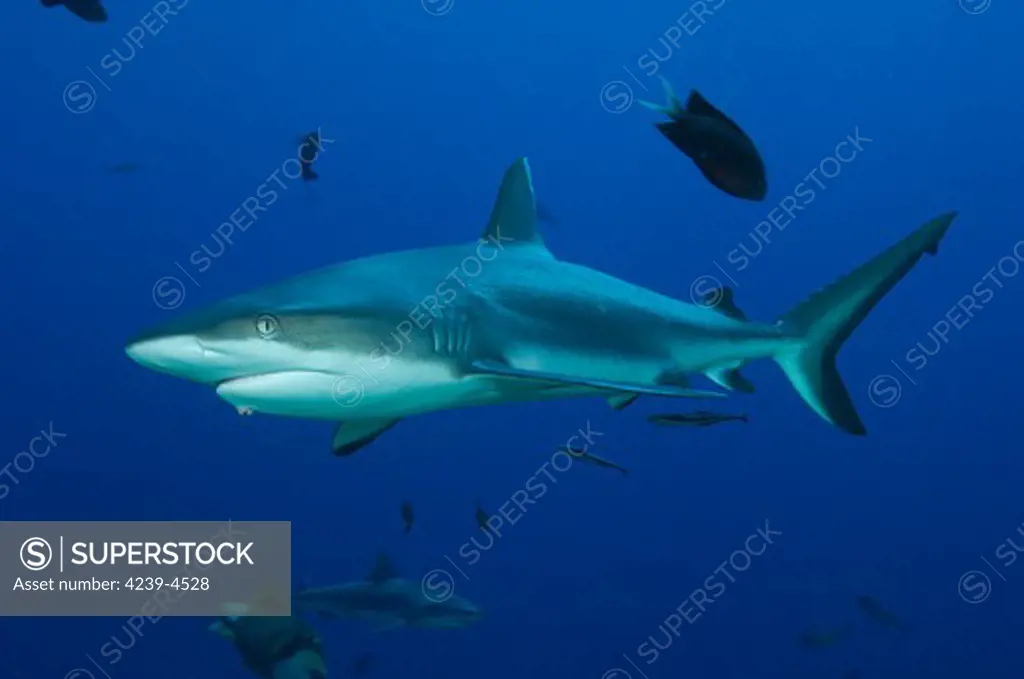 Gray reef shark (Carcharhinus amblyrhynchos), Fathers reef, Kimbe Bay, Papua New Guinea.
