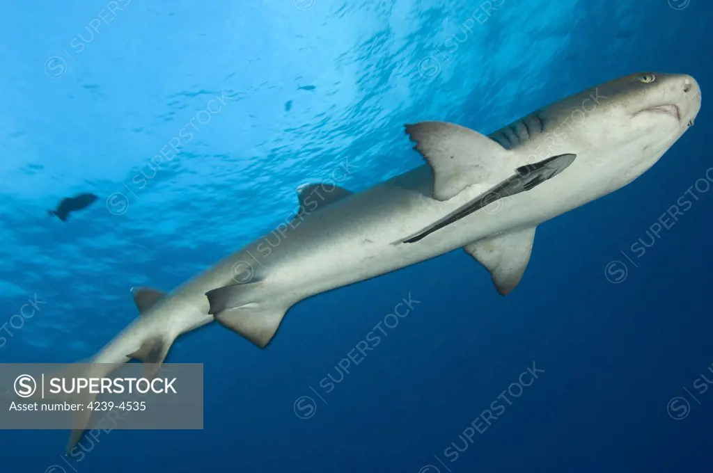 Whitetip reef shark (Triaenodon obesus), full body view with remora, Fathers reef, Kimbe Bay, Papua New Guinea.