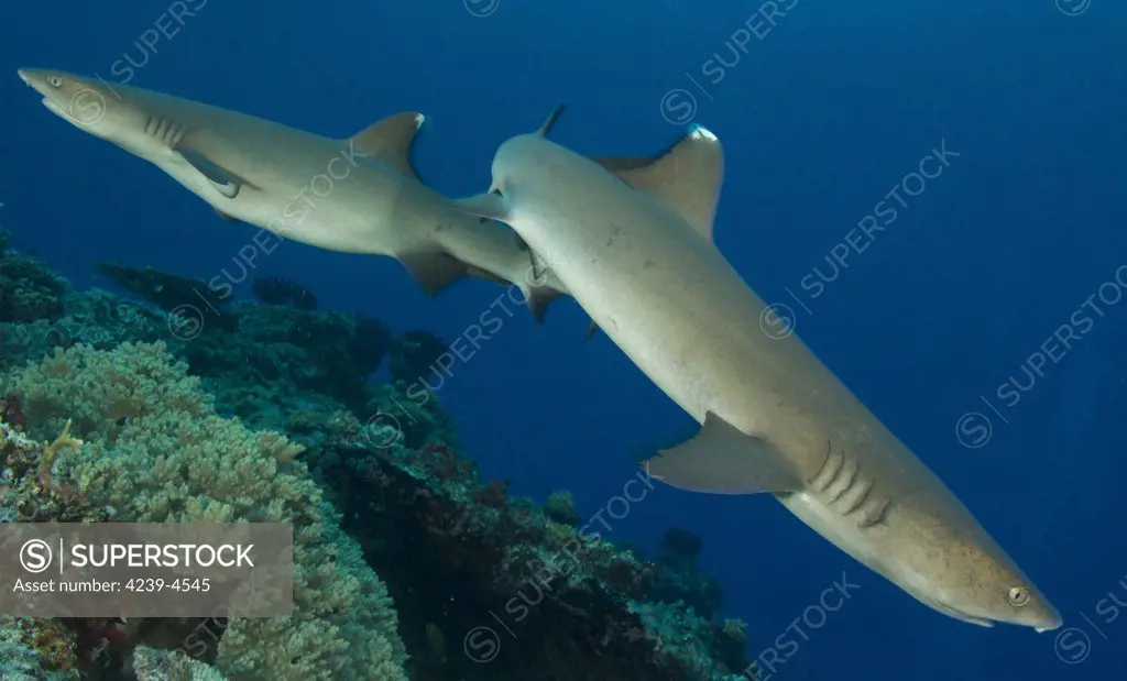 A pair of Whitetip reef sharks (Triaenodon obesus), Fathers reef, Kimbe Bay, Papua New Guinea.