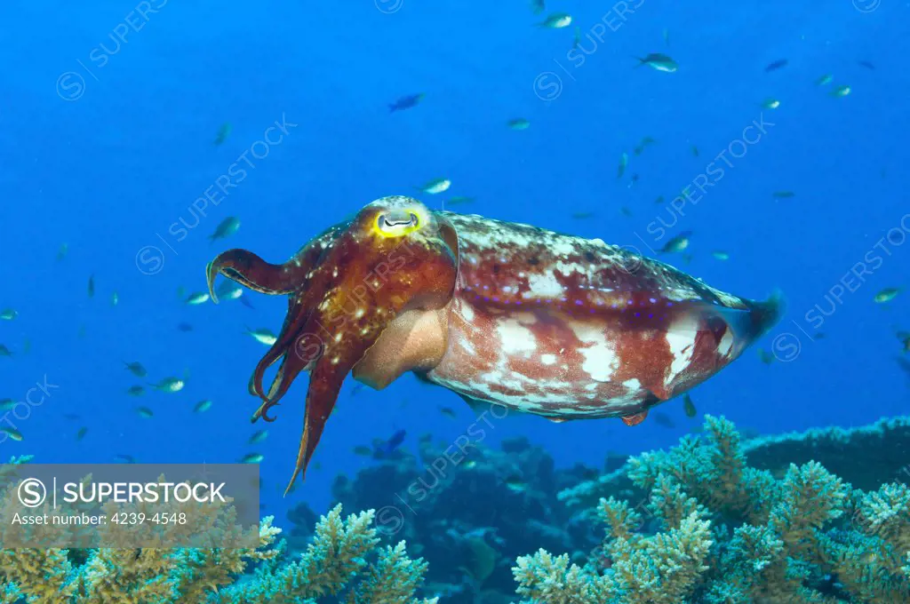 A broadclub cuttlefish (Sepia latimanus), Fathers reef, Kimbe Bay, Papua New Guinea.