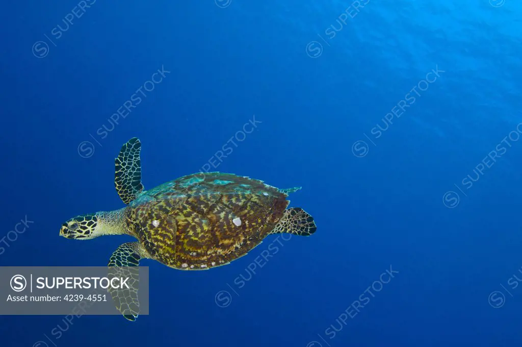 Hawksbill sea turtle (Eretmochelys imbricata) free swimming, Kimbe Bay, Papua New Guinea.