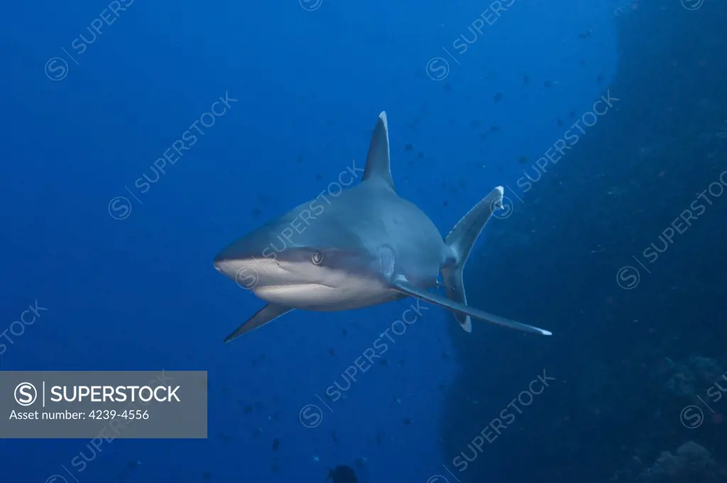 Silvertip Shark (Carcharhinus albimarginatus), Fathers reef, Kimbe Bay, Papua New Guinea.