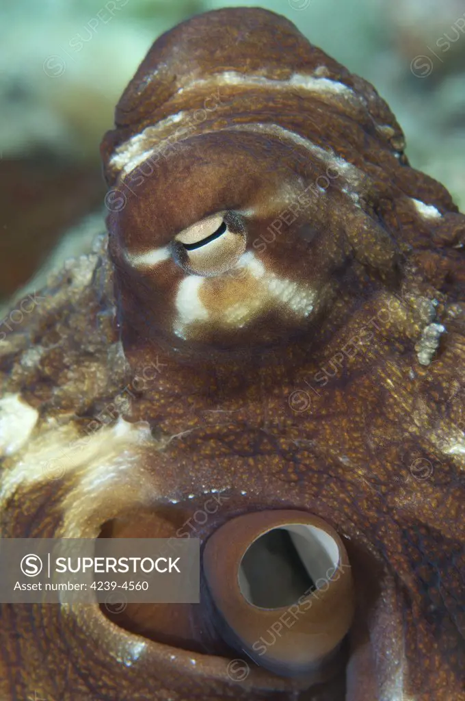 Close-up view of a common octopus (octopus cyanea), Fathers reef, Kimbe Bay, Papua New Guinea.