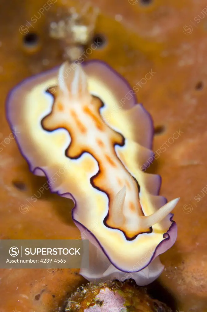 Nudibranch or sea slug (Chromodoris coi) on orange sponge, Fathers reef, Kimbe Bay, Papua New Guinea.