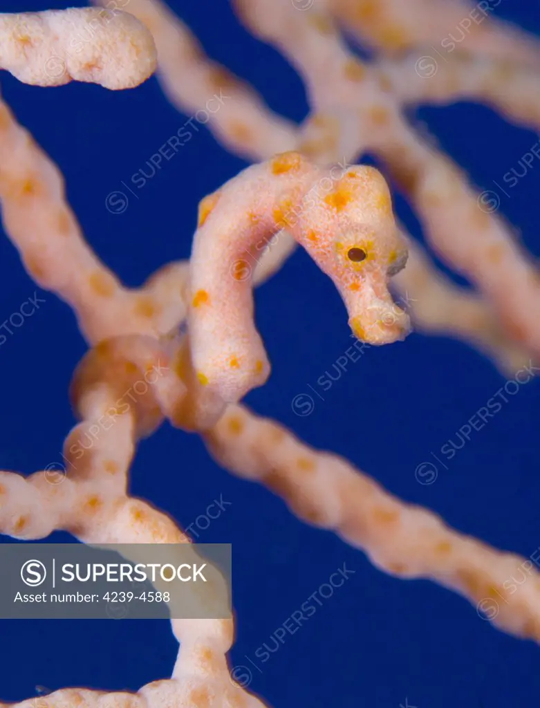 Pygmy Seahorse (Hippocampus denise) on sea fan, Kimbe Bay, Papua New Guinea.