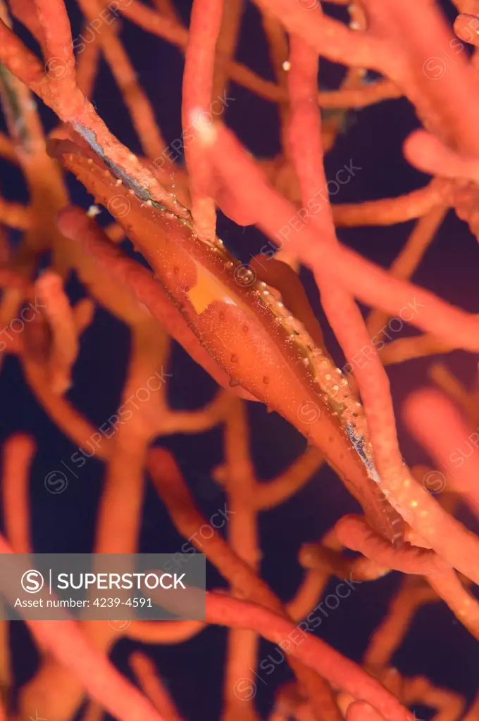 Bright red Cowrie (Phenacovolva tokioi) on coral, Kimbe Bay, Papua New Guinea.