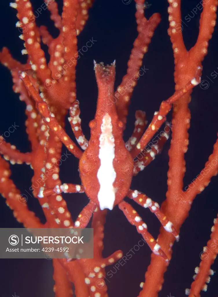 Bright red crab (Xenocarcinus conicus) on fan coral, Kimbe Bay, Papua New Guinea.