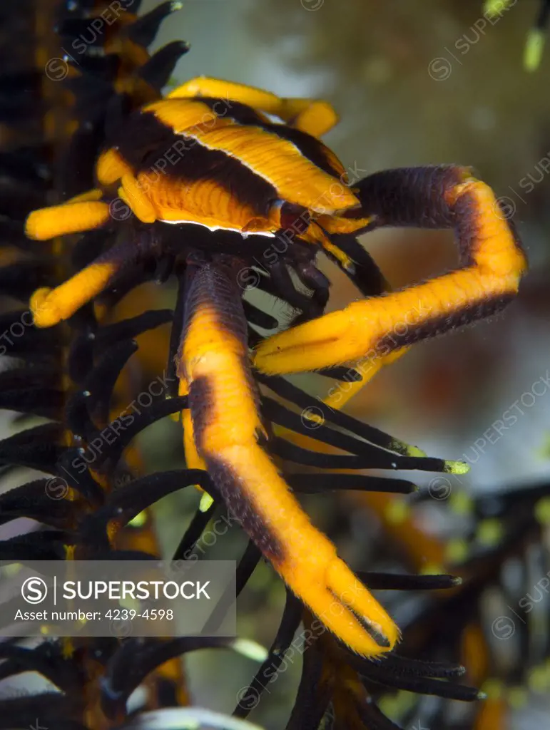 Orange and brown Elegant squat lobster (Allogalathea elegans) on crinoid, Kimbe Bay, Papua New Guinea.