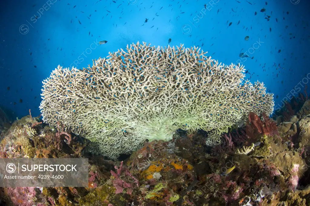 Underside of a table coral (Acropora hyacinthus), Kimbe Bay, Papua New Guinea.