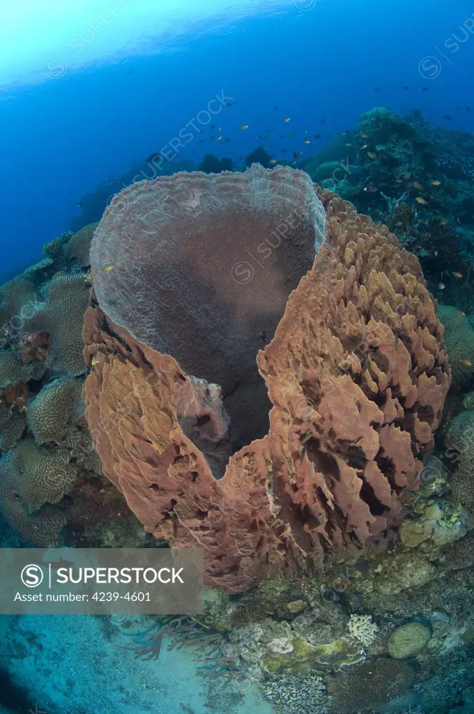 A barrel sponge (Xestosongia testudinaria) attached to a reef wall on South Emma reef, Kimbe Bay, Papua New Guinea.