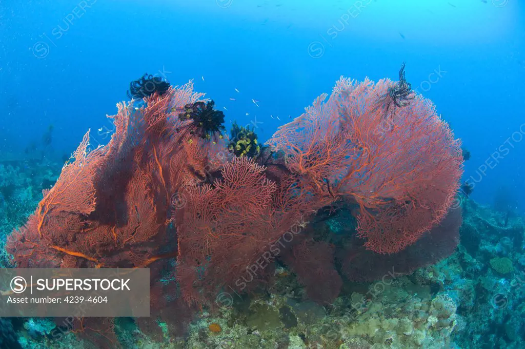 A red sea fan (Melthaea sp.) with crinoid feather stars, Kimbe Bay, Papua New Guinea.