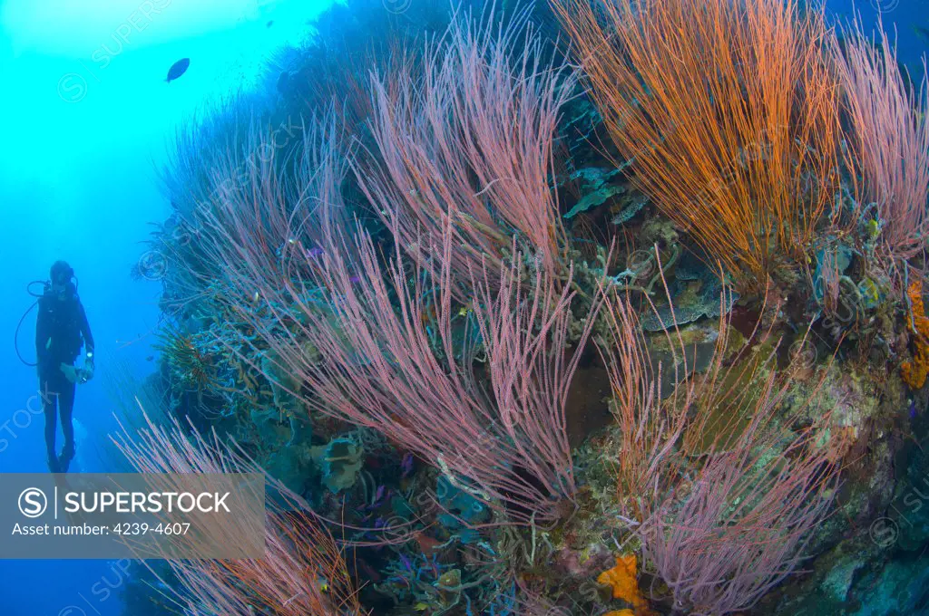 A colony of red whip fan corals (Ctenocella sp.) with diver, Kimbe Bay, Papua New Guinea.