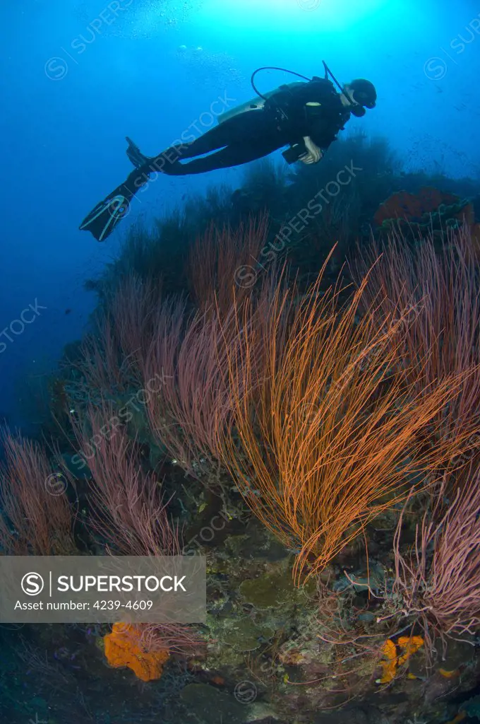 Red whip fan coral (Ctenocella sp.) with diver, Kimbe Bay, Papua New Guinea.