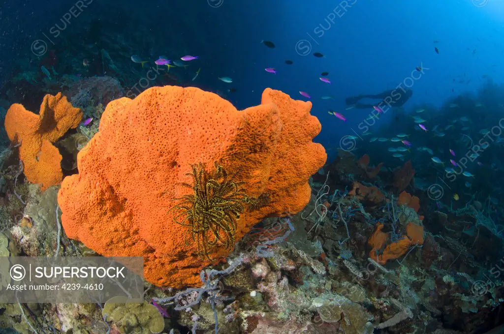 Orange sponge with crinoid attached and diver, Papua New Guinea.