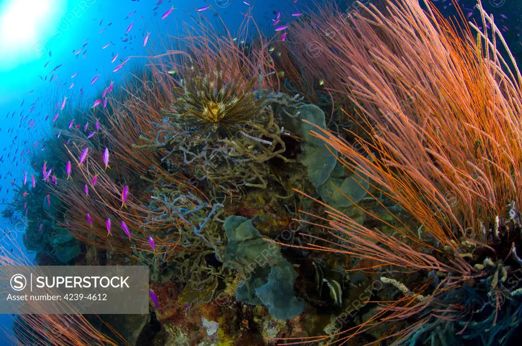 Colony of red whip fan coral (Ctenocella sp.)  with various fish species, Kimbe Bay, Papua New Guinea.