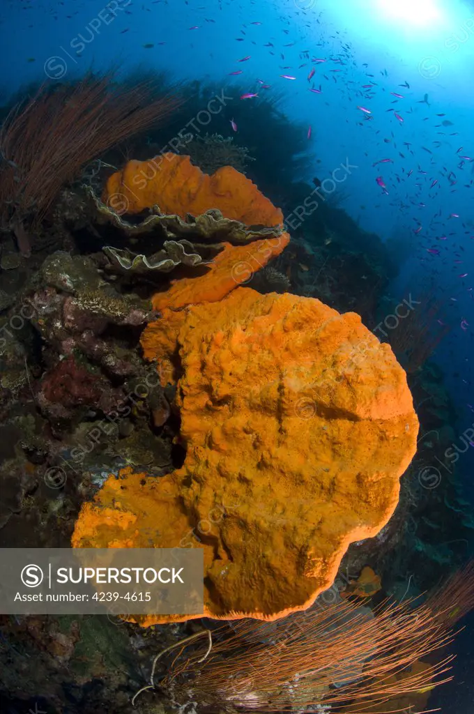 Bright orange sponge and seascape with sunburst, Kimbe Bay, Papua New Guinea.