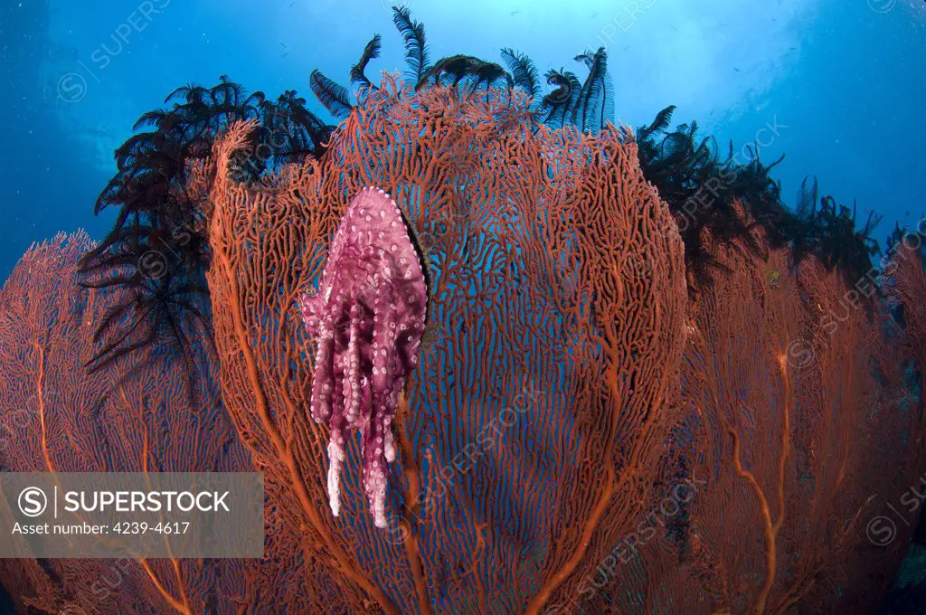 A red sea fan (Melthaea sp.) with sponge colored clam attached, Kimbe Bay, Papua New Guinea