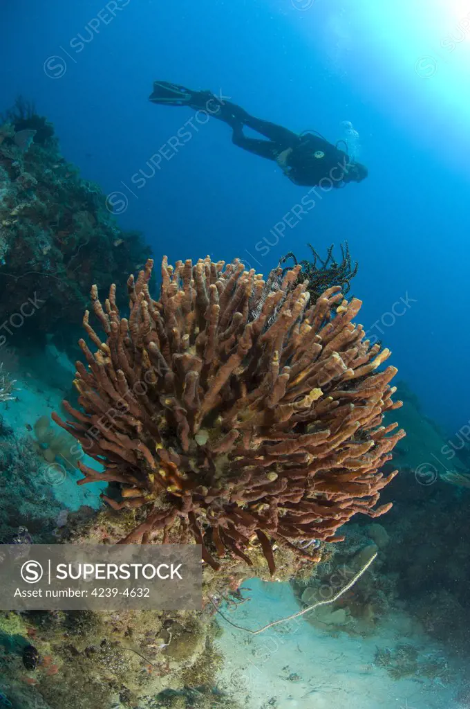 Unidentified species of sponge with diver, Restorf Island, Kimbe bay, Papua New Guinea.