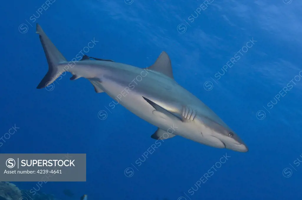 Gray reef shark (Carcharhinus amblyrhynchos), Inglis Shoal, Kimbe Bay, Papua New Guinea.