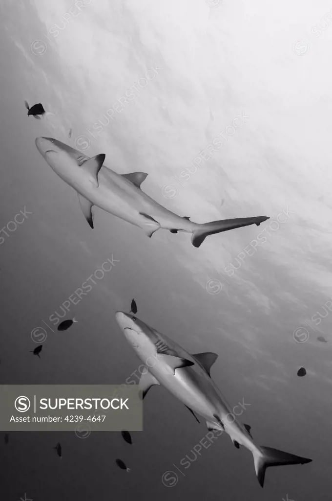 Gray reef sharks (Carcharhinus amblyrhynchos), Inglis Shoal, Kimbe Bay, Papua New Guinea.