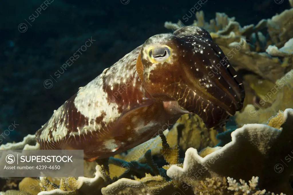 A Broadclub Cuttlefish (Sepia latimanus), Inglis Shoal, Kimbe Bay, Papua New Guinea.
