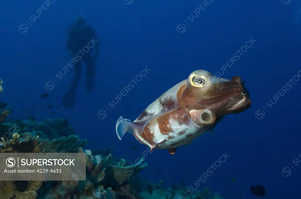A Broadclub Cuttlefish (Sepia latimanus) with diver, Inglis Shoal, Kimbe Bay, Papua New Guinea.