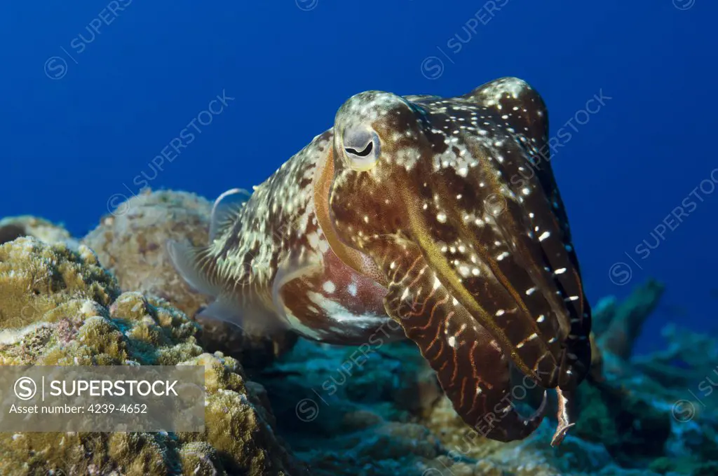A Broadclub Cuttlefish (Sepia latimanus), Inglis Shoal, Kimbe Bay, Papua New Guinea.
