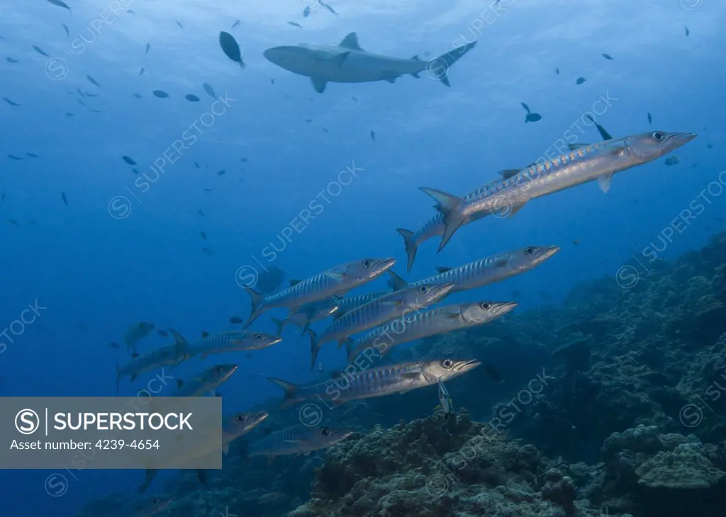 A school of pickhandle barracuda (Sphyraena jello) with a grey reef shark in the background, Inglis Shoal, Kimbe Bay, Papua New Guinea.