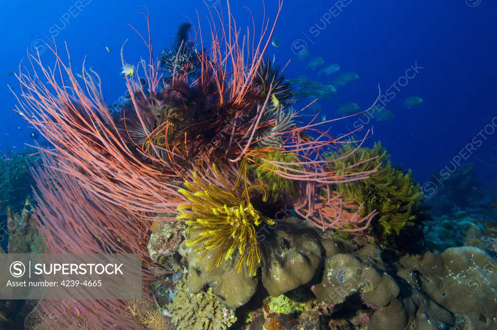 A colony of red whip fan corals (Ctenocella sp.) with yellow and black crinoids, South Emma Reef, Kimbe Bay, Papua New Guinea.