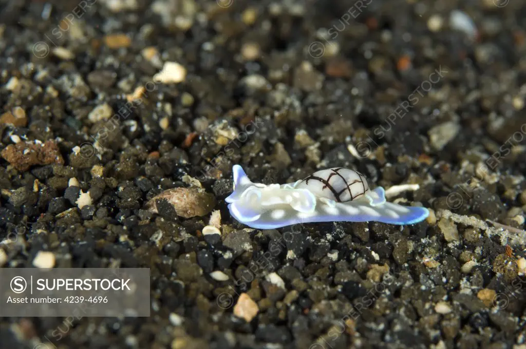 A blue and white opisthobranch on volcanic sand, Papua New Guinea.